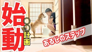 あるじの計画を阻止したい理由を皆さんに聞いてもらいたい柴犬こむぎと三浦半島ジブリ　〜宮川町編〜【あるじのステップ】sibainu comugi