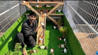 Guinnea  pig ko new house may shift kar diya 😍🥰🤩😅#viralvideo #shehrmaindihat