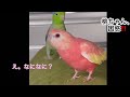 マメルリハ ジュニくんが間違えちゃいました😣