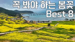 놓치면 안되는 봄꽃 8곳 | 3~4월 꽃놀이 추천