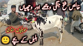 Pure Fateh Jangi ( Dhani ) And Desi Male Female Calves On Havelian Maweshi Mandi || My Life Channel