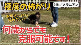 【犬しつけ】【９歳からでも】怖がりな性格の直し方！【ポメラニアン】臆病・ビビり犬は成犬からでも克服できる★