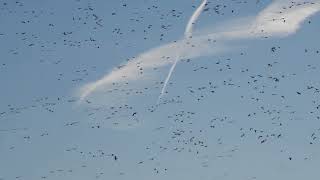 Snow Geese at Middle Creek, PA