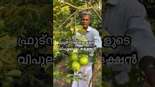 ഇവിടെ കിട്ടാത്ത ഫ്രൂട്ട്സ് തൈകളില്ല |fruits garden |youtube shorts #fruits #youtube #youtubeshorts