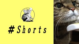 【猫】ボリス君お気に入り逆ブラッシング #Shorts// My cat Boris loves Reverse brushing