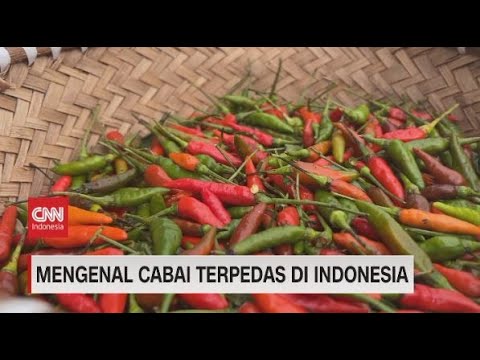 Mengenal Cabai Terpedas Di Indonesia - YouTube