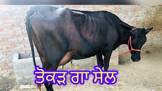 ਤੋਕੜ ਗਾ ਸੇਲ -one cow for sale -(24-9-2023)