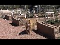 Why We Water, Fertilize And Mulch For Second Year High Desert Berry Patch