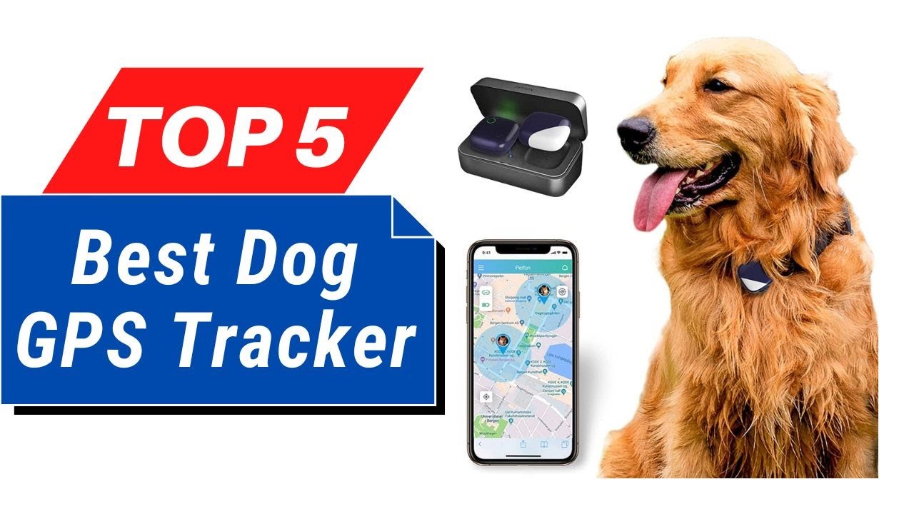 Top 5 Best Dog Gps Tracker In 2025 Youtube