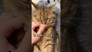 『あなたは猫の鼻を連打した事ありますか？』 #shorts