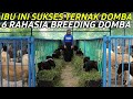 Sukses Breeding Domba 6 Management Ternak Domba | CERITA PETERNAK SUKSES