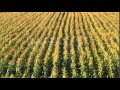 Corn field blowing in the wind - Static long shot