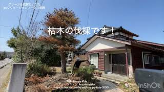 【新潟県刈羽郡】　枯松立木伐採撤去