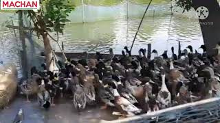 കുട്ടനാടൻ താറാവ് ആലപ്പുഴ |kuttanadan Duck Alappuzha