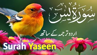 Surah Yasin | Surat Yaseen with Urdu Translation | Episode - 0024 Beautiful Voice | Hindi Tarjuma