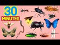 30 minutes Learn Insects For All