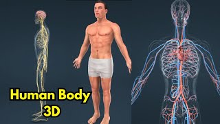 Exploring the Human Male Body in 3D | Anatomy Visualization