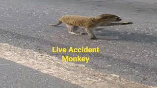 LIVE Accident  Monkey On Road😭#Mar2023#