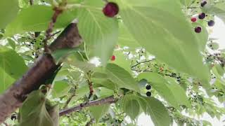 Sakura fruits, Japanese flowers l TheflowersTV