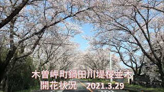 三重県木曽岬町　鍋田川堤桜並木開花状況（2021.03.29）