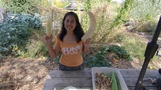 Harvesting Patola Vegetable From The Backyard Food Forest Garden (Luffa Gourd)