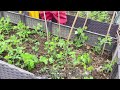 【图安一记】给播种26天的豌豆苗搭架啦building a tipi for26 day old pea seedlings