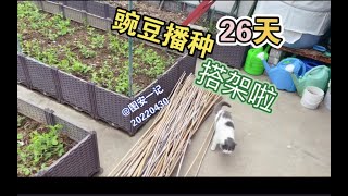 【图安一记】给播种26天的豌豆苗搭架啦Building a Tipi for26-day-old Pea Seedlings