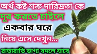 স্বয়ং শ্রীকৃষ্ণ বলেছেন রাতারাতি আপনার জীবন থেকে দরিদ্র অর্থ কষ্ট দূর করবে এই গাছের শিকড় সাথে রাখুন