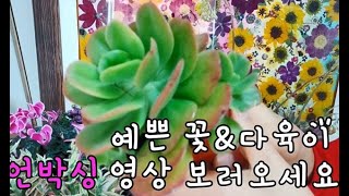 ★압화용 꽃\u0026다육이★ 언박싱♥영상^^~~(미래화훼단지 다녀왔어요)