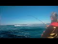 Pesca de robaliza con vinilo, sea bass fishing.