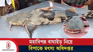 প্রকাশ্যে চলছে মহাবিপন্ন বাঘাইড় মাছ শিকার ও বেচাকেনা; আইন জানেন না জেলে ও ব্যবসায়ীরা | IndependentTV