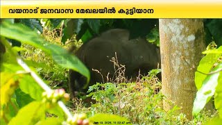 ഇടതുകാലിന് ഗുരുതര പരിക്ക്; വയനാട്ടിൽ കൂട്ടംതെറ്റിയെത്തിയ കുട്ടിയാന അവശനിലയിൽ