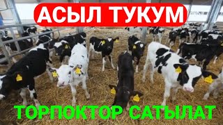 АРЗАН БААДА ТОРПОКТОР САТЫЛАТ +996555792425