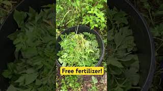 Free fertilizer! #gardening #fertilizer #growfood #permaculture