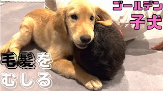 【悲報】飼い主をハゲさせようとするゴールデンレトリバー子犬姉妹