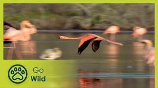 Galapagos: Darwin’s Eden - Wildest Islands - Go wild