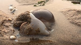 小斗大風天趕海以為沒貨，捉到貓眼螺、八爪魚，最後還捉到海老鼠【海邊小鬥】