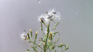 アキノノゲシの種が出来るまで / Lactuca indica went to seeds (timelapse)