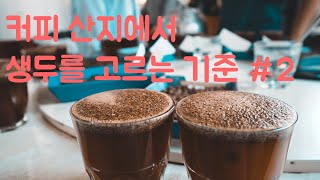 [커피트립] 내가 커피 산지에서 생두를 고르는 기준 #2