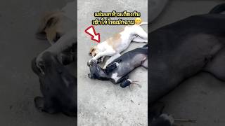 แม่บอกถ้าเราเถียงกันจะพาไปอยู่ป่ากล้วย🤣#lovelydog #สุนัข #dog #shorts #คลายเครียด #funny #ตลก #pets