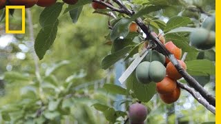 This Crazy Tree Grows 40 Kinds of Fruit | National Geographic