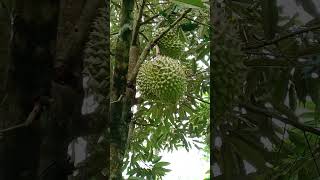 #ทุเรียนไทย #fruittree #duriantree #thaidurian #durians #durians #fruit