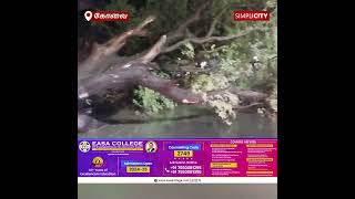 Traffic Disrupted on Ramanathapuram-Nanjundapuram Road Due to Fallen Tree