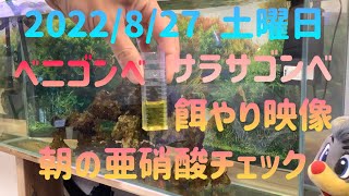 2022/8/27土曜日立ち上げ水槽の亜硝酸チェック、ベニゴンベ、サラサゴンベの餌やり映像の記録