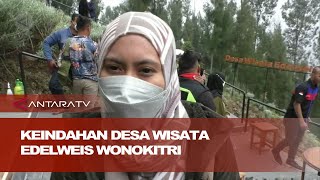 Mengintip keindahan Desa Wisata Edelweis Wonokitri