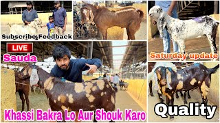 Deonar Bakra Mandi Saturday Latest Update 18 January 2025 | Khassi Bakra Lo Aur Shouk karo |