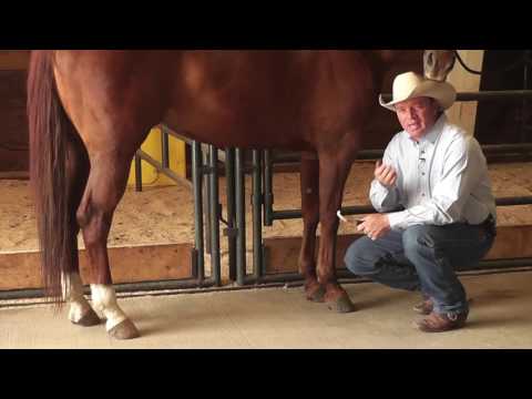 How to Remove Bot Fly Eggs from a Horse How to Remove Bot Fly Eggs from a Horse