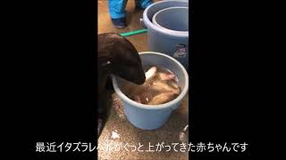 【アシカ】まだまだ赤ちゃんです（伊勢シーパラダイス／水族館）