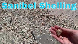 Shelling On Sanibel Island February 2023 - Best Shell Pile Ever