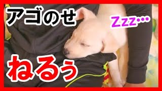 気付いたらひざで寝てる 子犬 ベル ラブラドールレトリバー